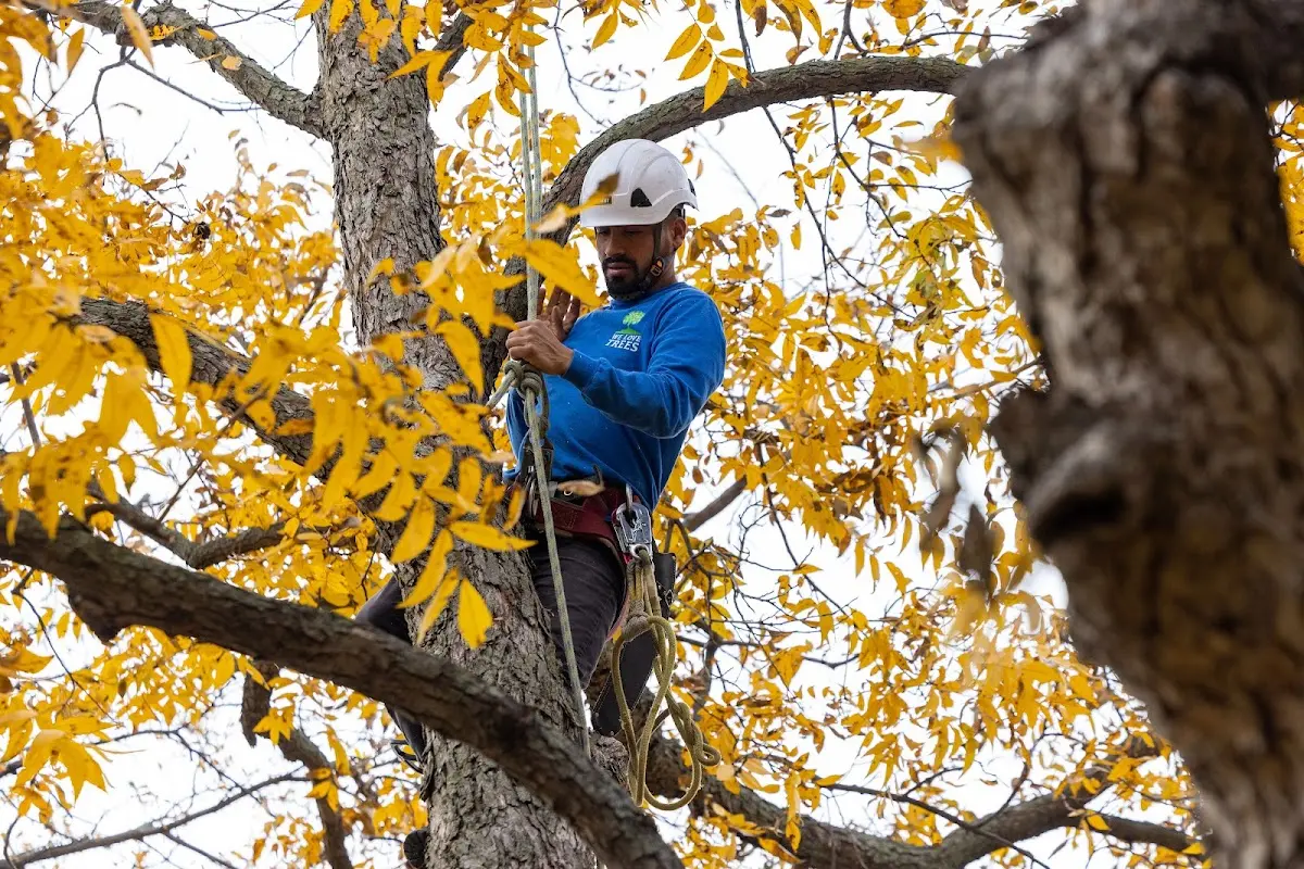 Skilled Tree Planing crew working in Eldora